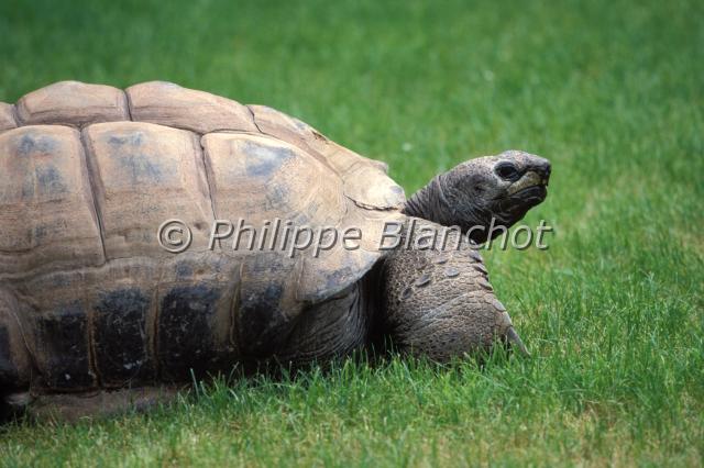 geochelone nigra.JPG - Tortue géante des GalapagosGeochelone nigraGalapagos giant tortoiseSauropsida, Testudines, Testudinidae